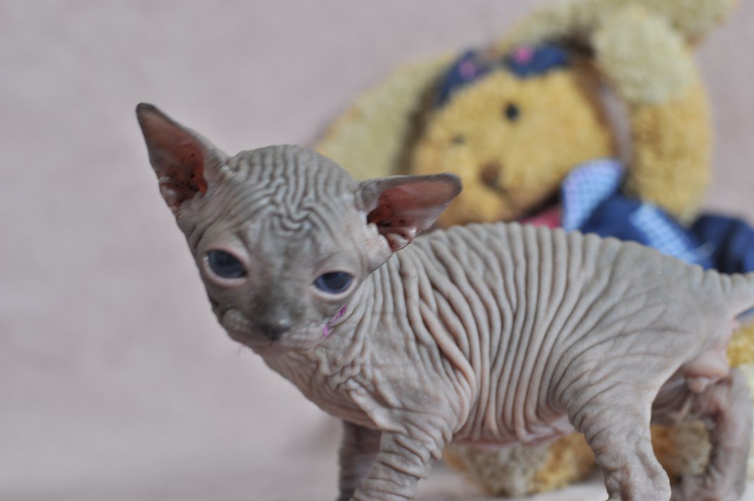 O'Malley chaton mâle 27 jours