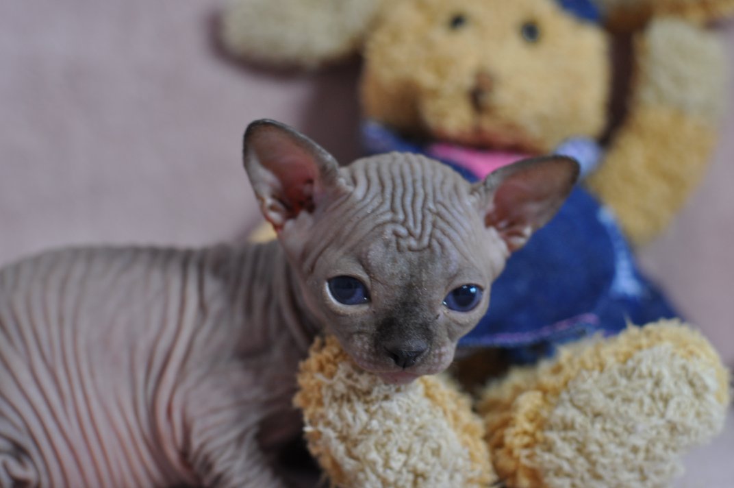 OCK'ONOR chaton mâle 27 jours