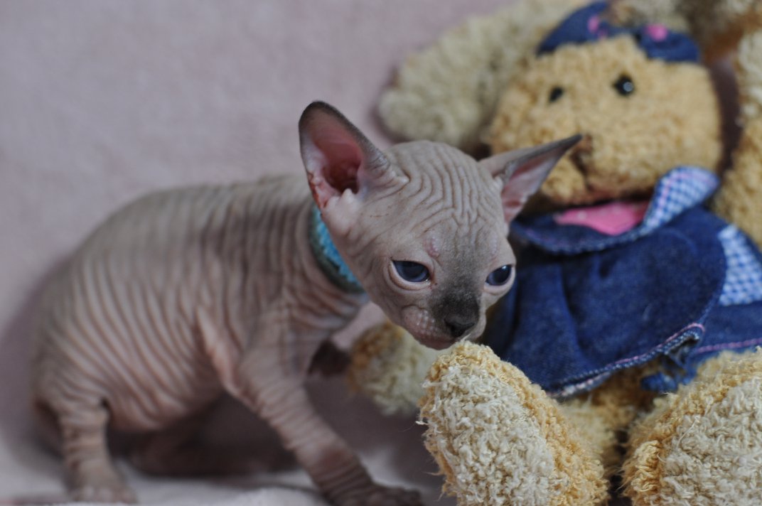 OCTOPUS chaton femelle 27 jours
