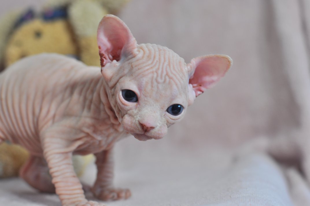 ODIN chaton mâle 27 Jours