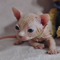 O'THELO chaton mâle 27 jours